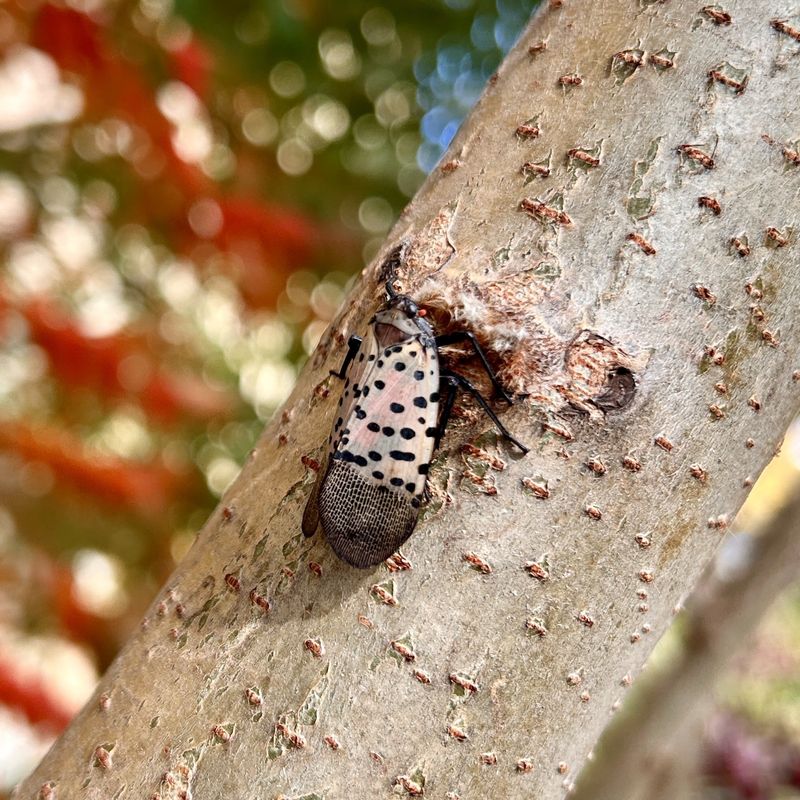 Checking More Than One Tree Gives You A Better Picture