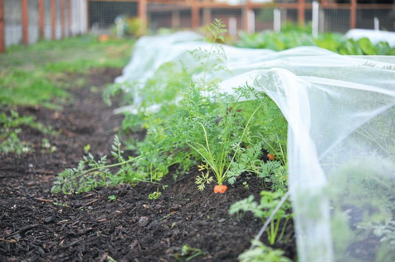 Checking Water And Pests Under The Cover Checking Water And Pests Under The Cover