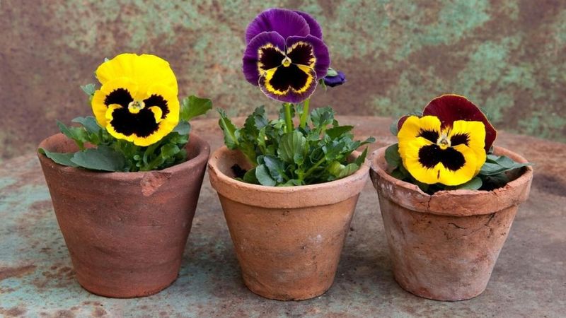 Cheerful Pansies To Brighten Texas Porches Cheerful Pansies To Brighten Texas Porches