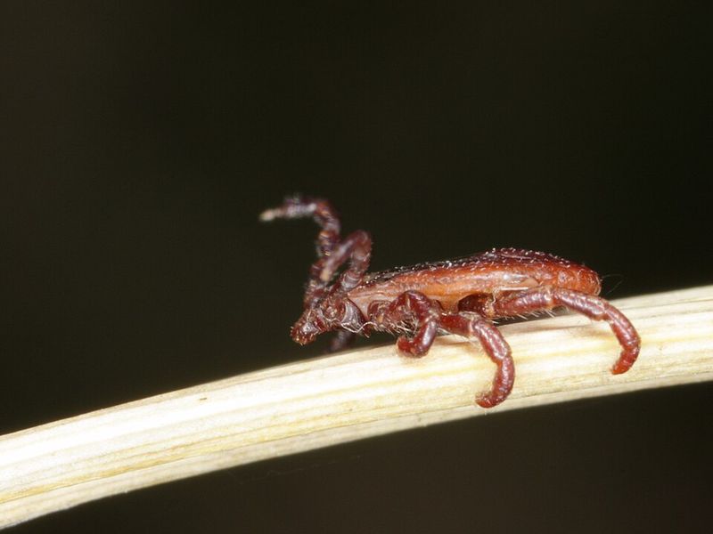 Chelicerata, The Ancient Family Tree Behind The Bite