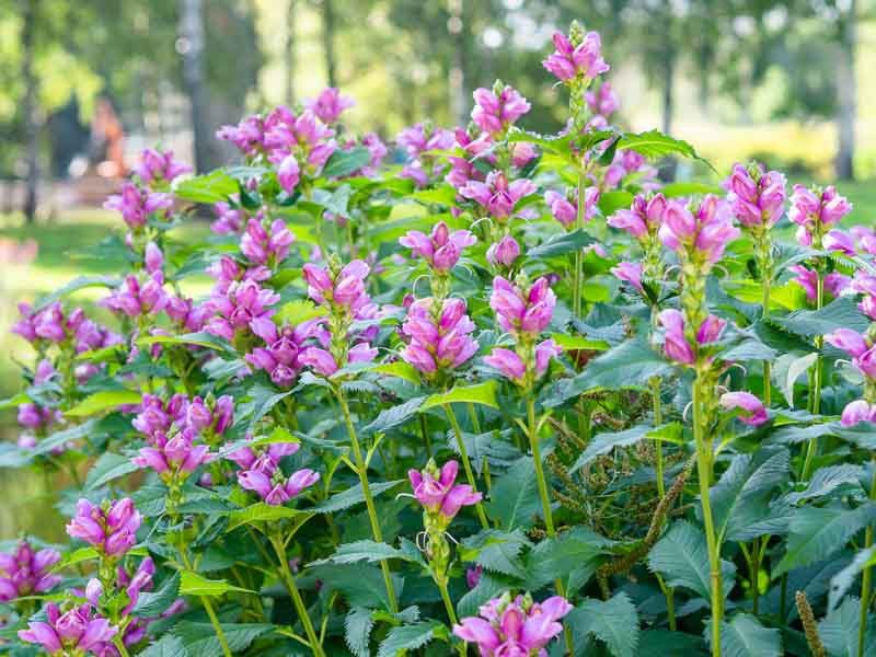 Chelone Brings Color To Moist Gardens