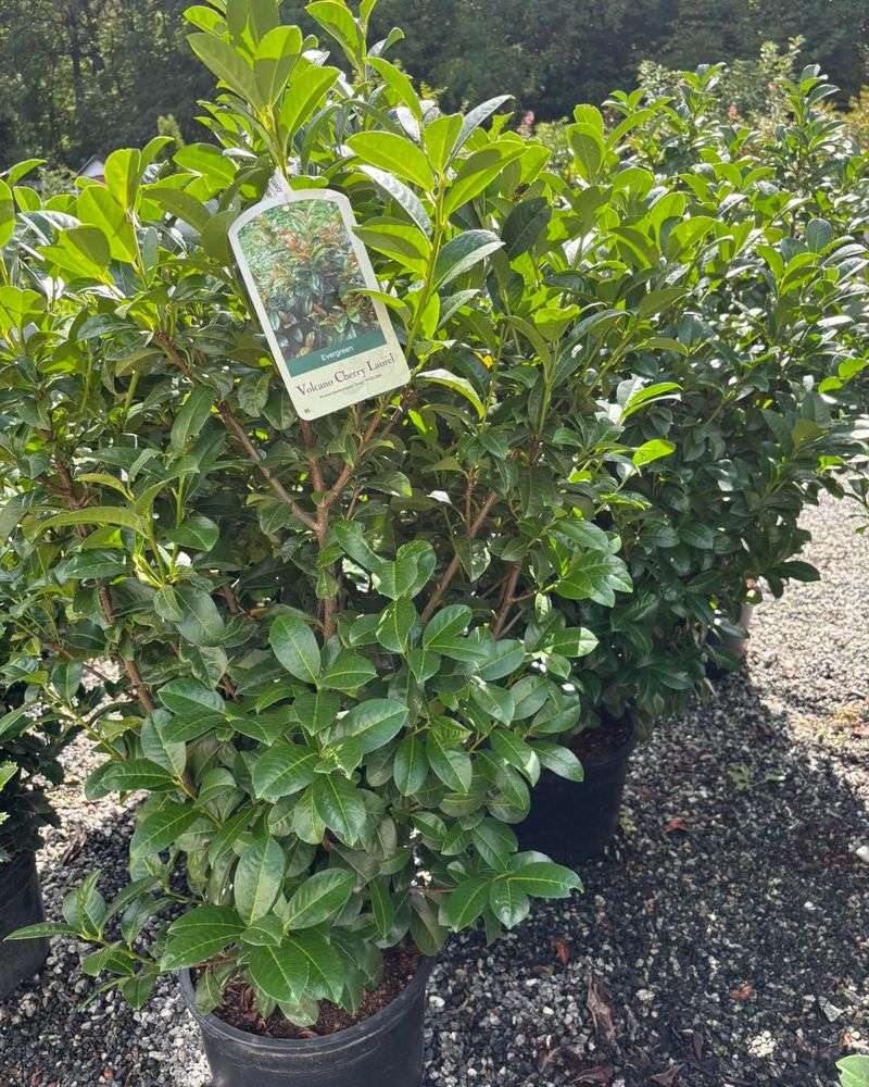 Cherry Laurel