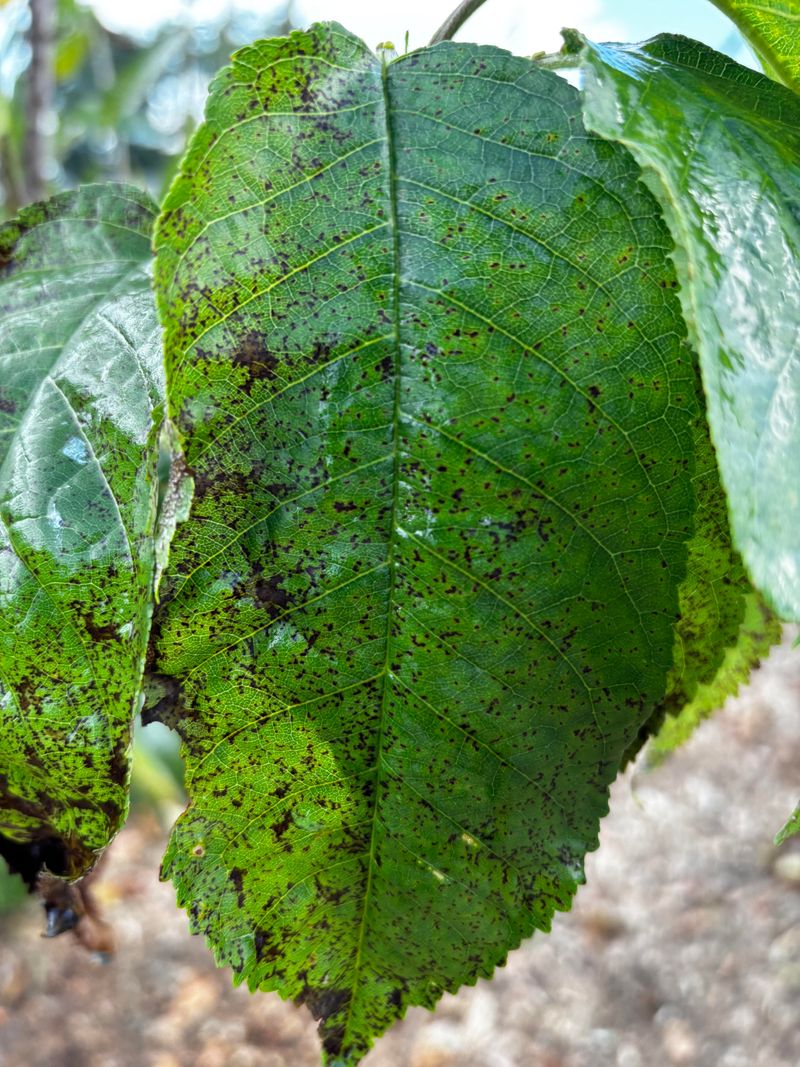 Cherry Leaf Spot Waits Out Winter In Fallen Foliage Cherry Leaf Spot Waits Out Winter In Fallen Foliage