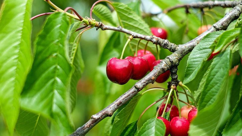 Cherry (Prunus avium and Prunus cerasus) Cherry (Prunus avium and Prunus cerasus)
