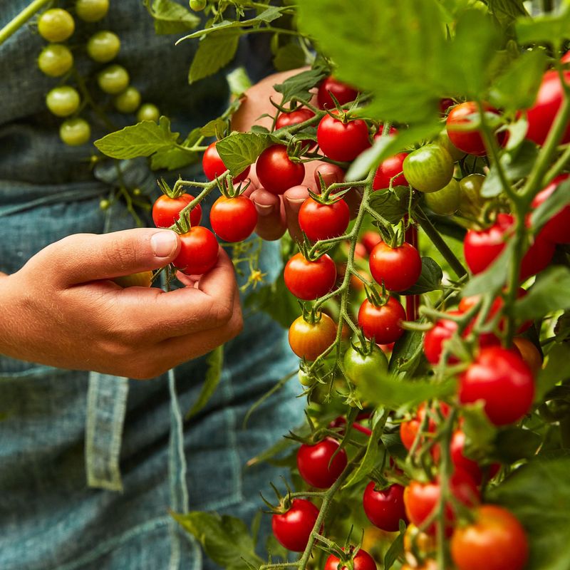 Cherry Tomatoes
