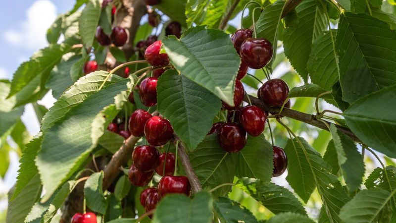 Cherry Trees