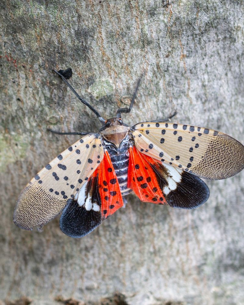 Cherry Trees Can Attract Lanternflies When Preferred Hosts Are Nearby Cherry Trees Can Attract Lanternflies When Preferred Hosts Are Nearby