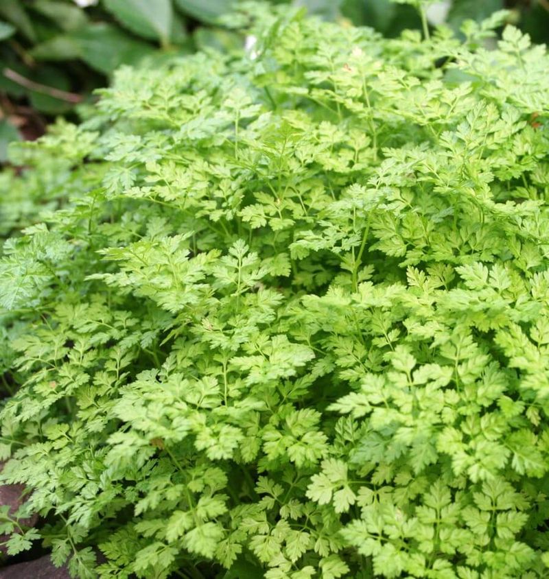 Chervil Thrives As Summer Heat Fades