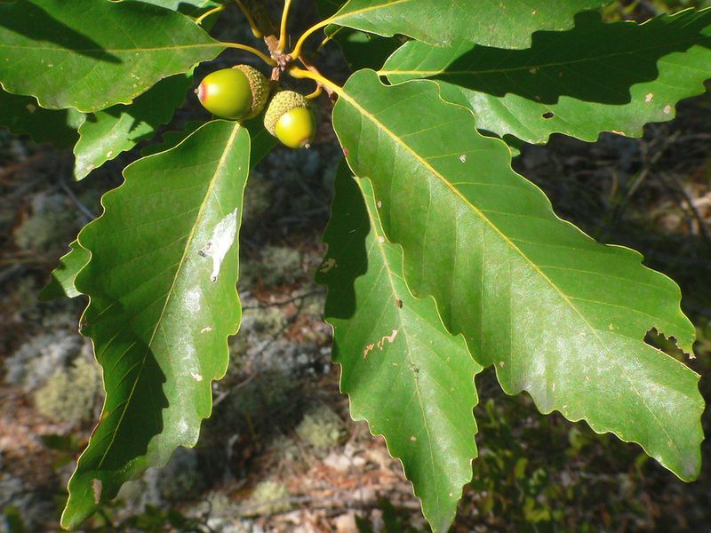 Chestnut Oak Fits Dry, Well-Drained Ohio Sites