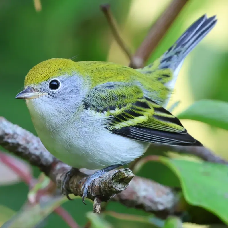 Chestnut Sided Warblers Add Fall Migration Color Chestnut Sided Warblers Add Fall Migration Color