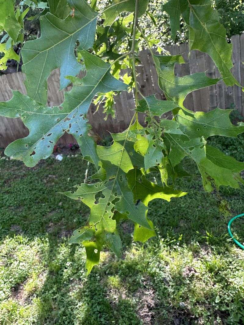Chewed Foliage Can Become Noticeable Surprisingly Fast Chewed Foliage Can Become Noticeable Surprisingly Fast