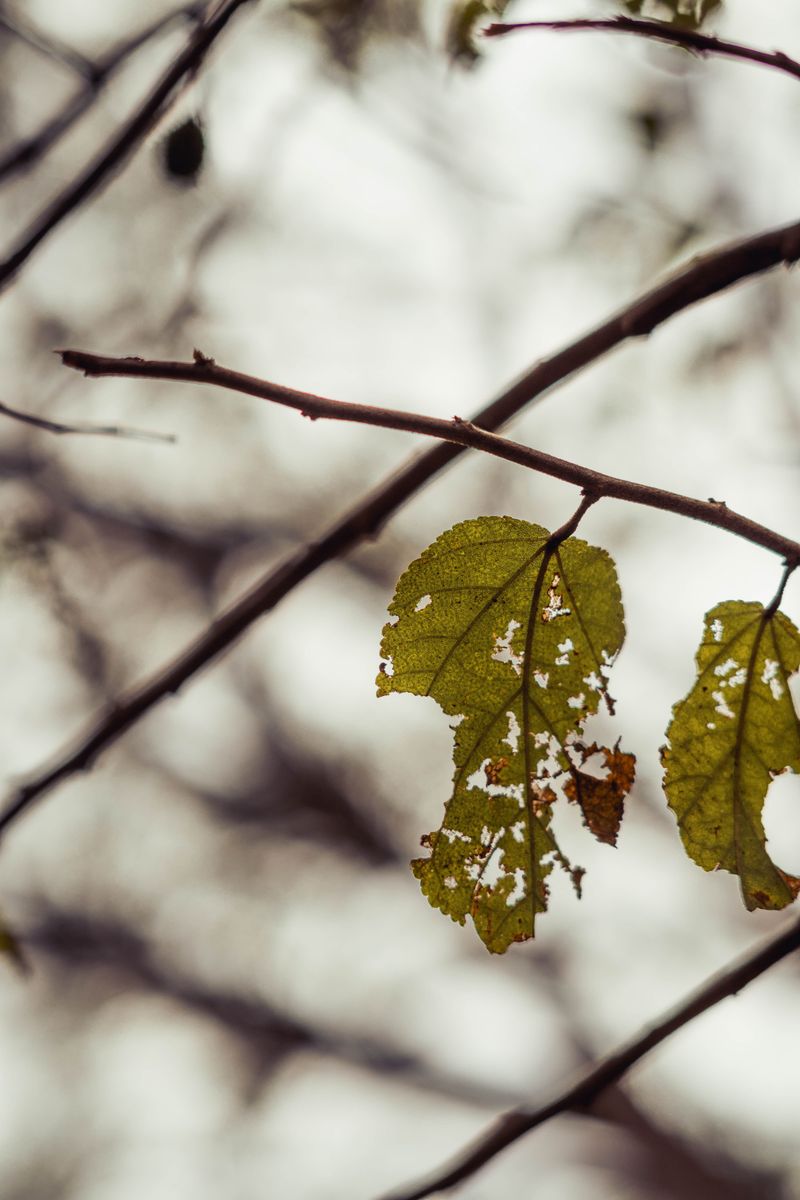 Chewed Leaves And Bare Twigs