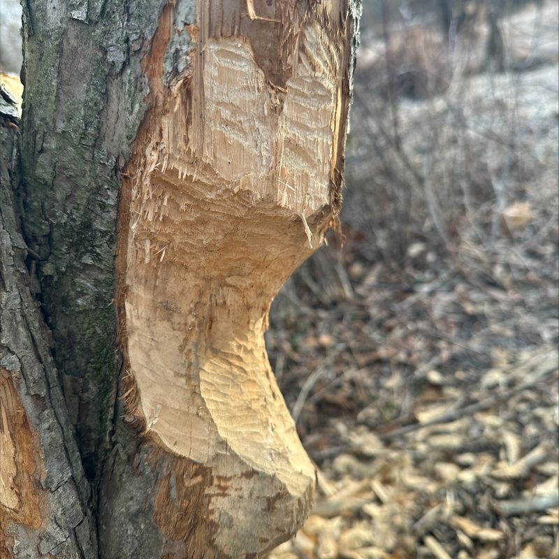 Chewed Trunks Reveal Where Beavers Have Been Active