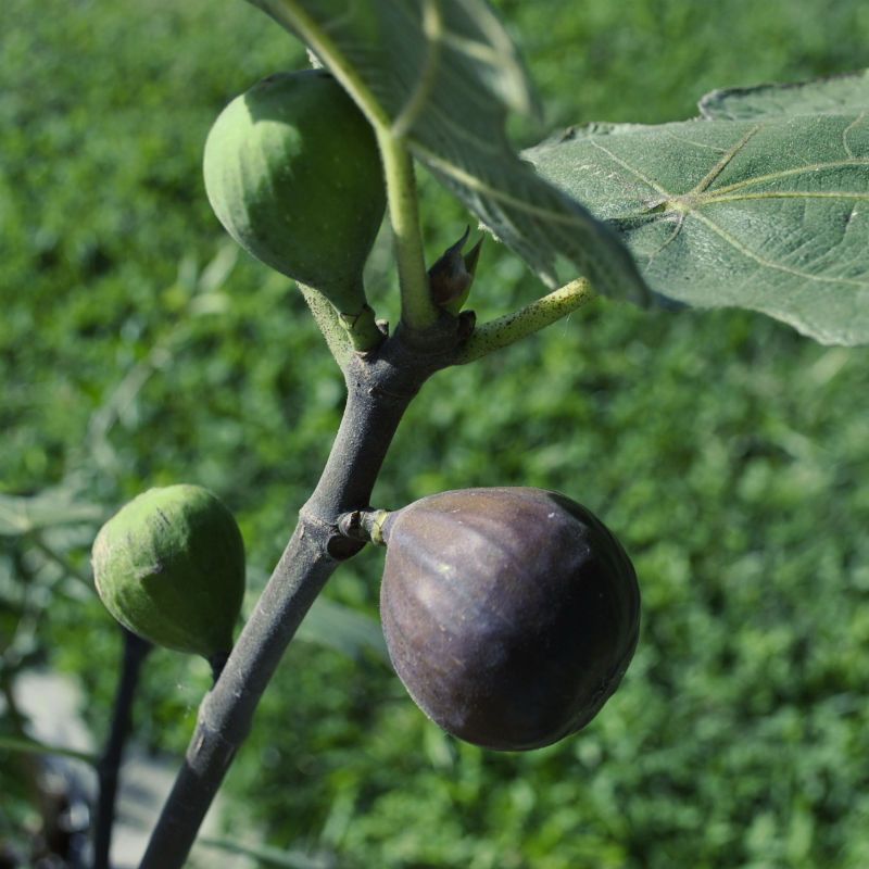 Chicago Hardy Bounces Back After Hard Winters Chicago Hardy Bounces Back After Hard Winters