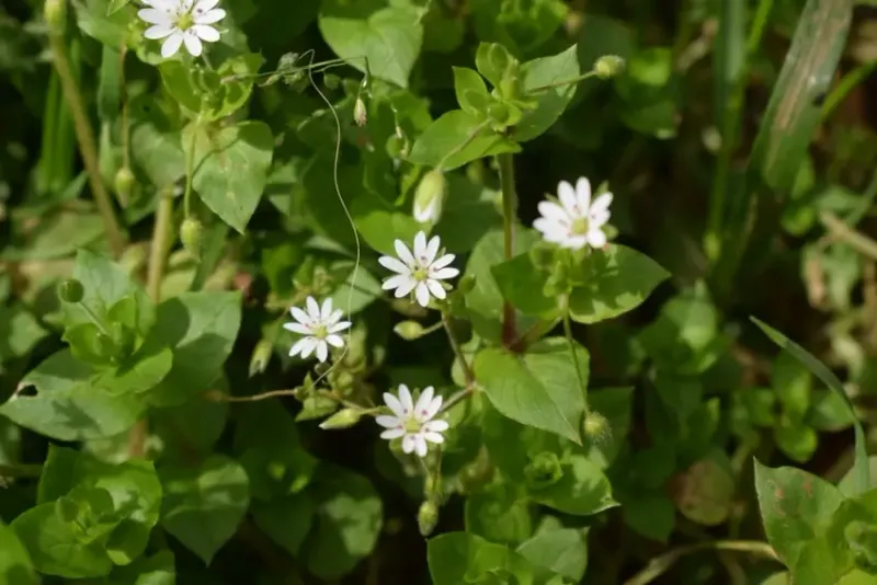 Chickweed Pulls More Easily From Damp Soil Chickweed Pulls More Easily From Damp Soil
