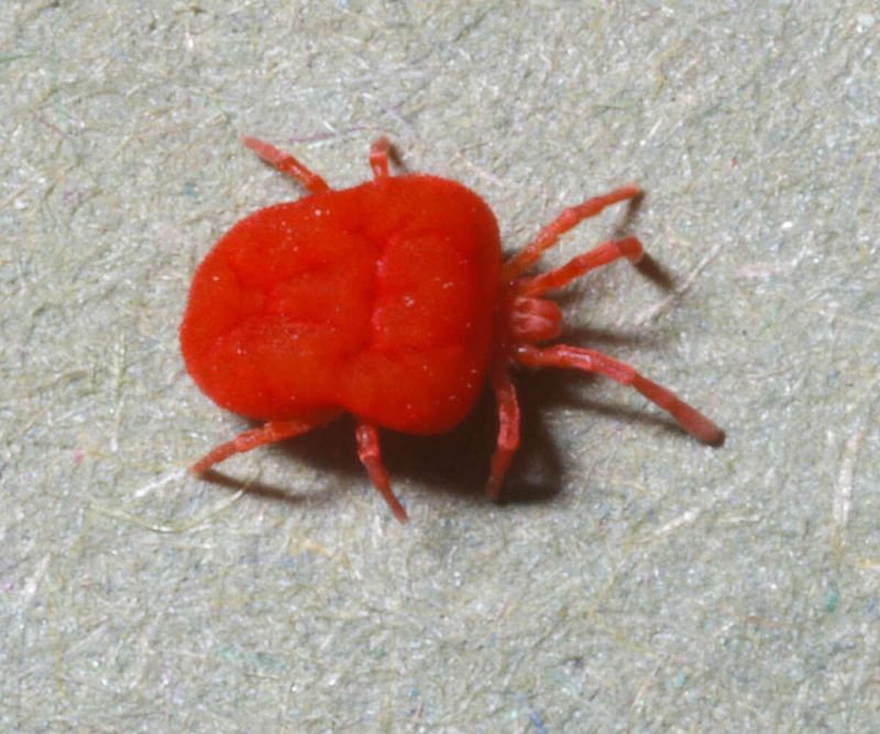 Chiggers fit the pattern, but the rash cannot prove it Chiggers fit the pattern, but the rash cannot prove it