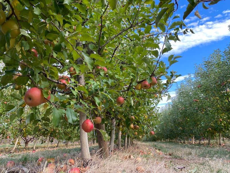 Chiles Peach Orchard, Before October Weekend Tickets Kick In Chiles Peach Orchard, Before October Weekend Tickets Kick In