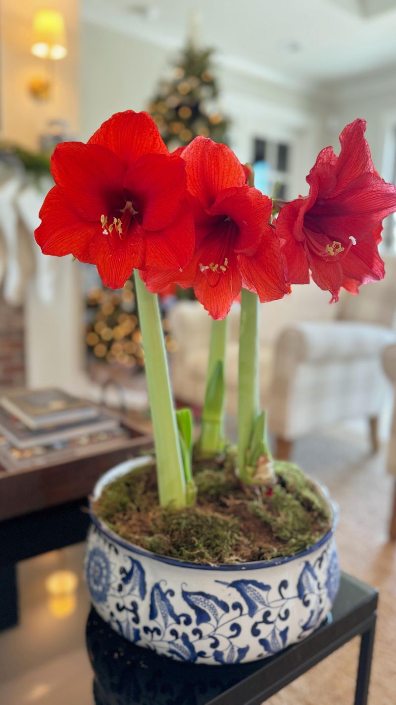 Chill Blooms Slightly To Stretch The Show