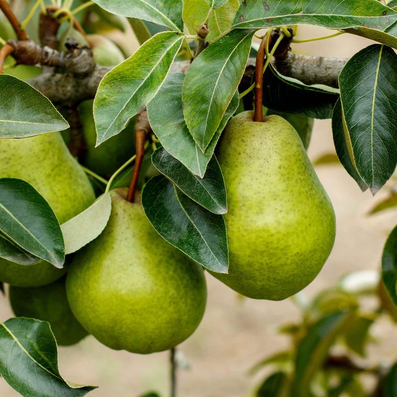 Chilling And Ripening Your Picked Pears