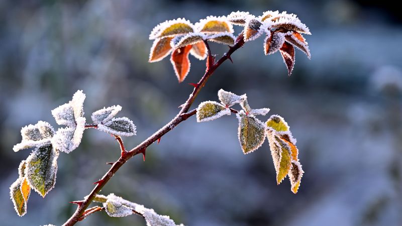 Chilly Northwest Winds Chilly Northwest Winds