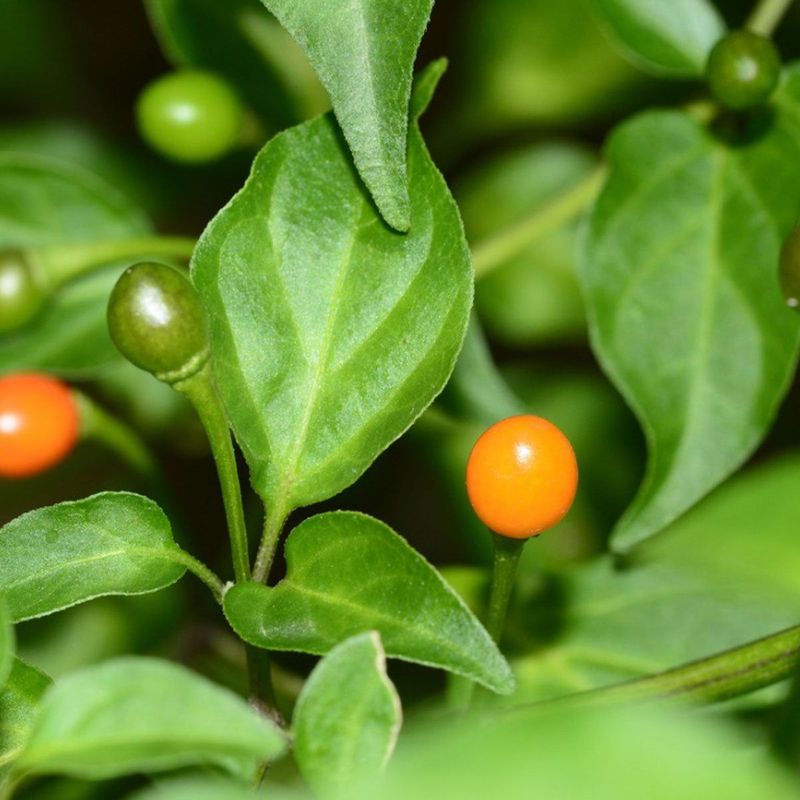Chiltepin Pepper Chiltepin Pepper
