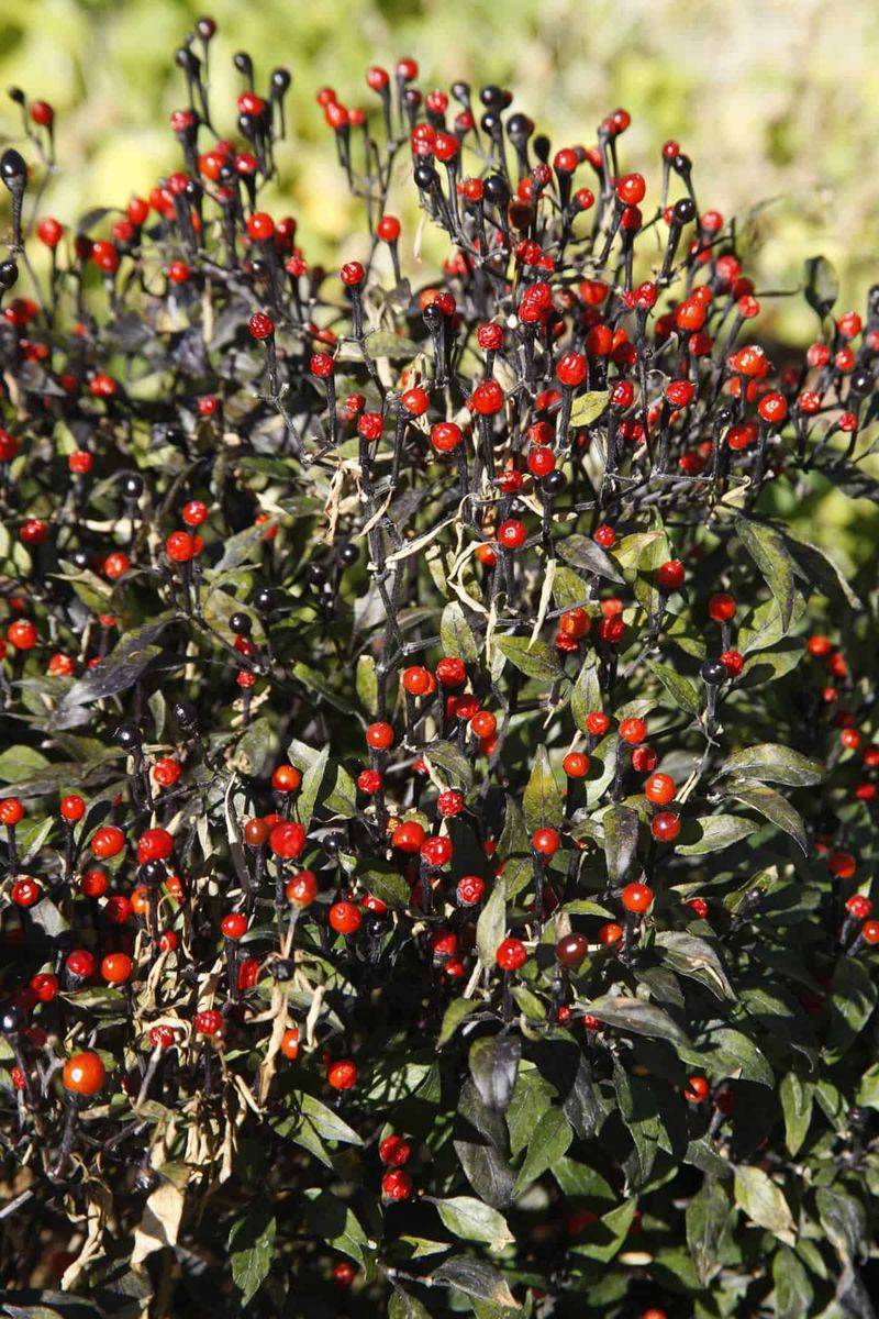 Chiltepin