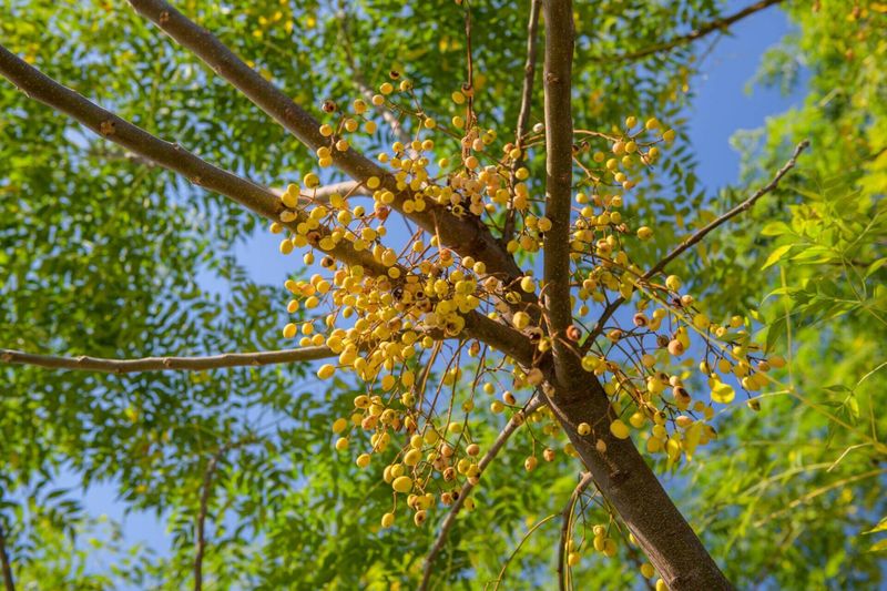 Chinaberry Chinaberry