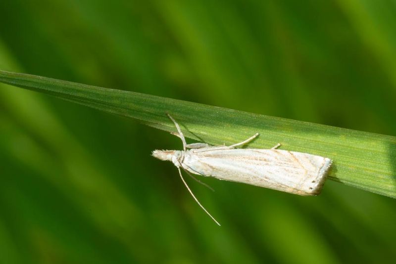 Chinch Bugs And Sod Webworms Working In Secret
