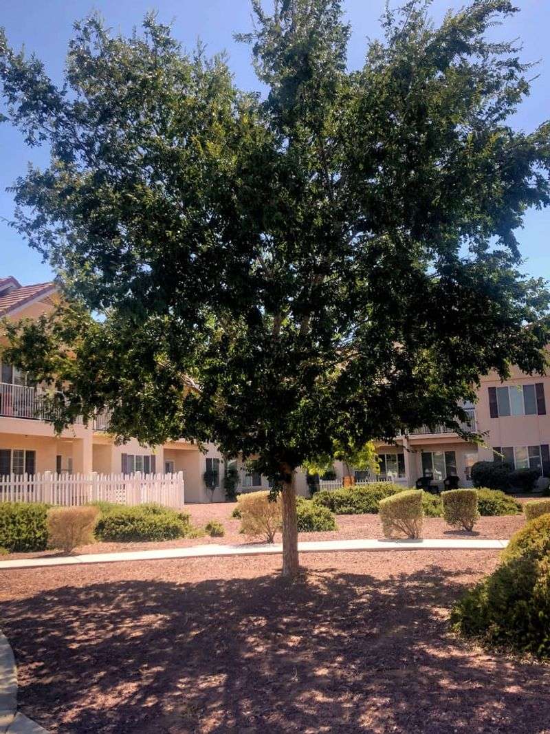 Chinese Elm Chinese Elm
