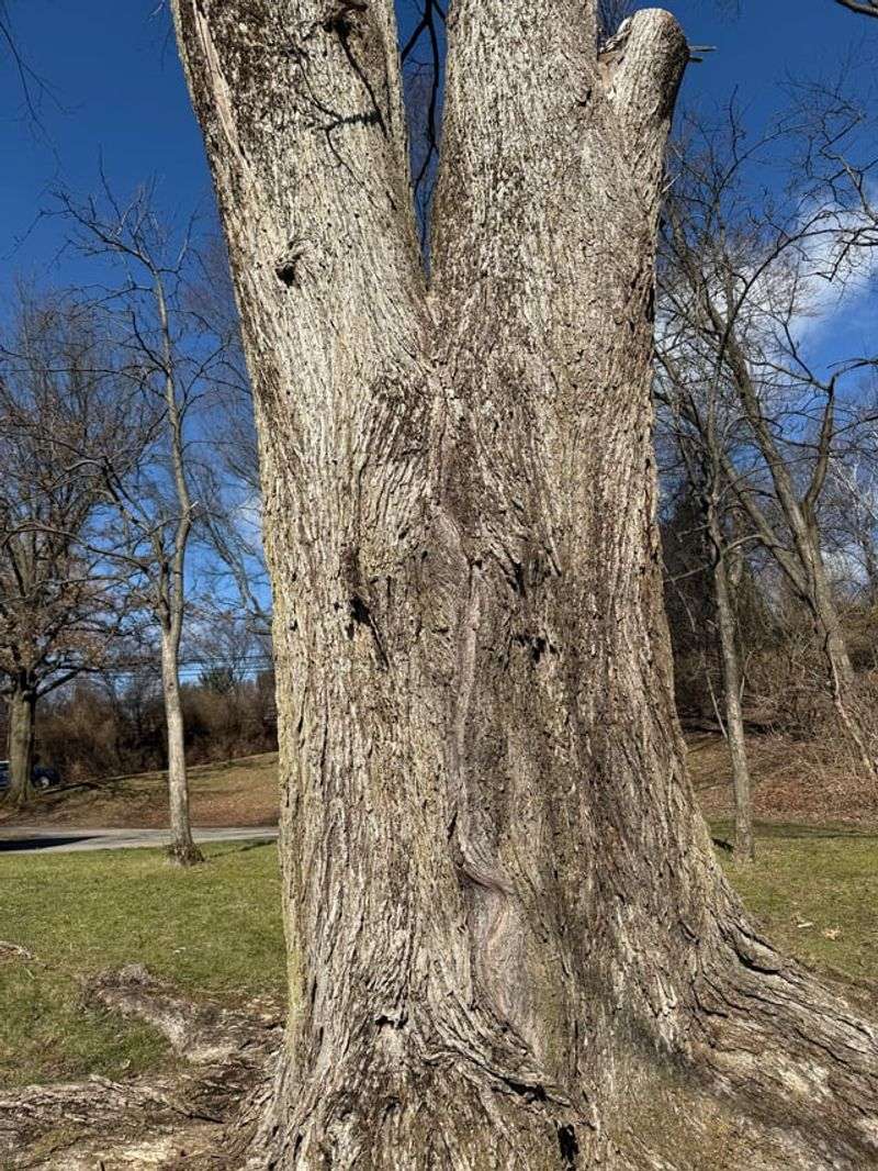 Chinese Elm With Included Bark