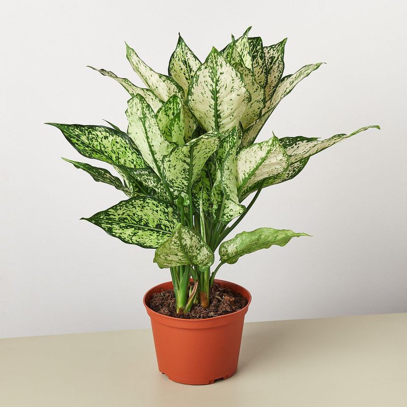 Chinese Evergreen (Aglaonema) Chinese Evergreen (Aglaonema)