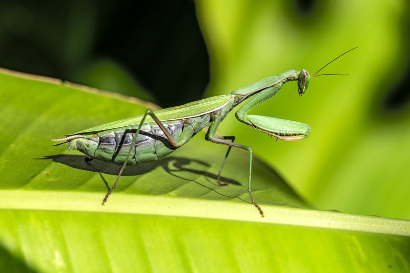 Chinese Mantis Populations Have Spread Across Tennessee Chinese Mantis Populations Have Spread Across Tennessee
