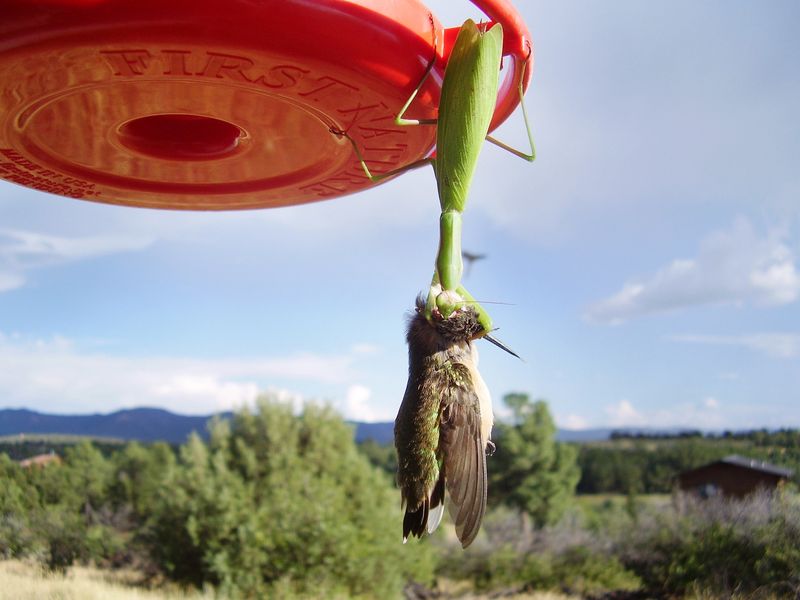 Chinese Praying Mantises