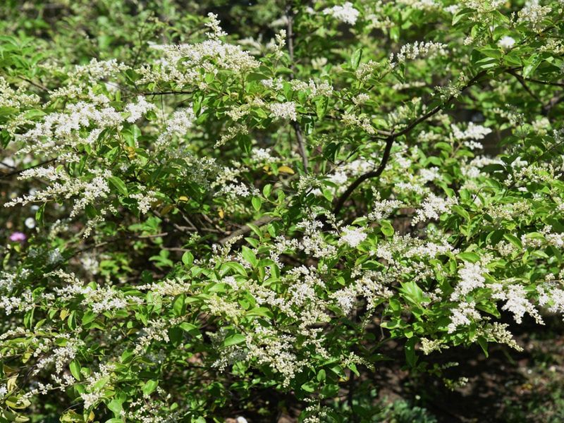 Chinese Privet Chinese Privet