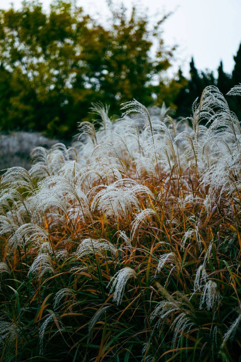 Chinese Silver Grass Sways Gracefully But Carries A Fire Risk