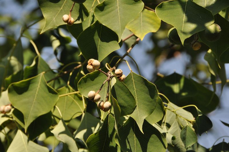Chinese Tallow Tree (Triadica sebifera)
