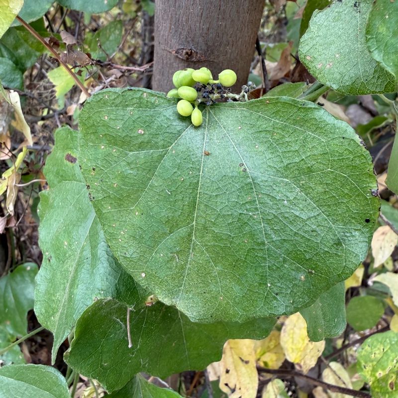 Chinese Tallow Chinese Tallow