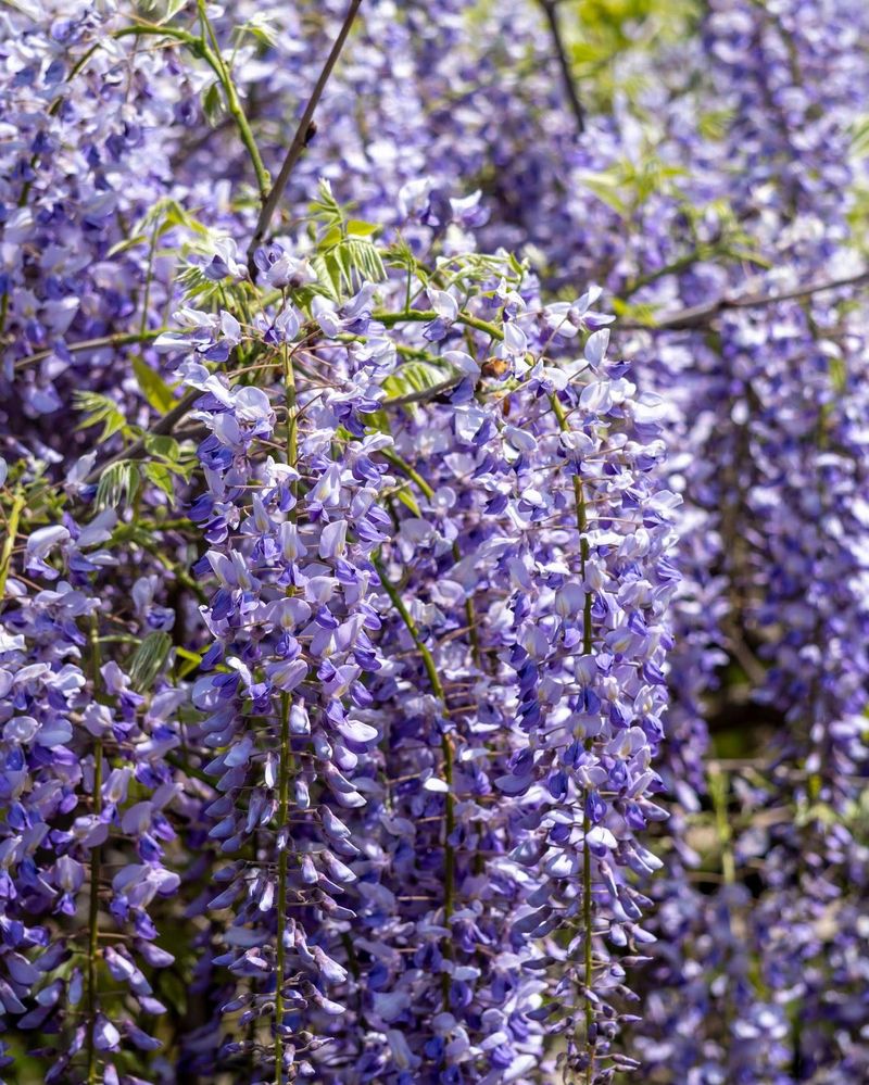 Chinese Wisteria Chinese Wisteria