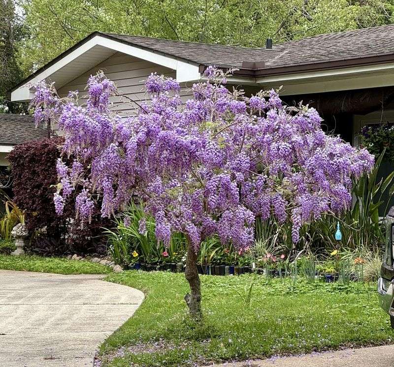 Chinese Wisteria Chinese Wisteria