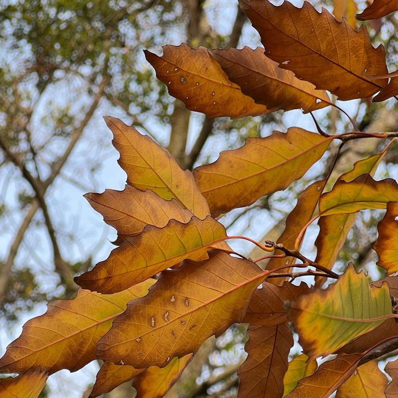 Chinquapin Oak