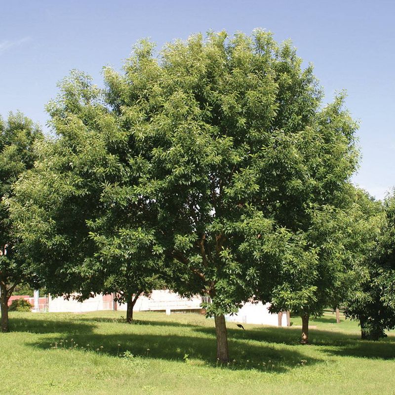 Chinquapin Oak, The Underrated Shade Maker Chinquapin Oak, The Underrated Shade Maker