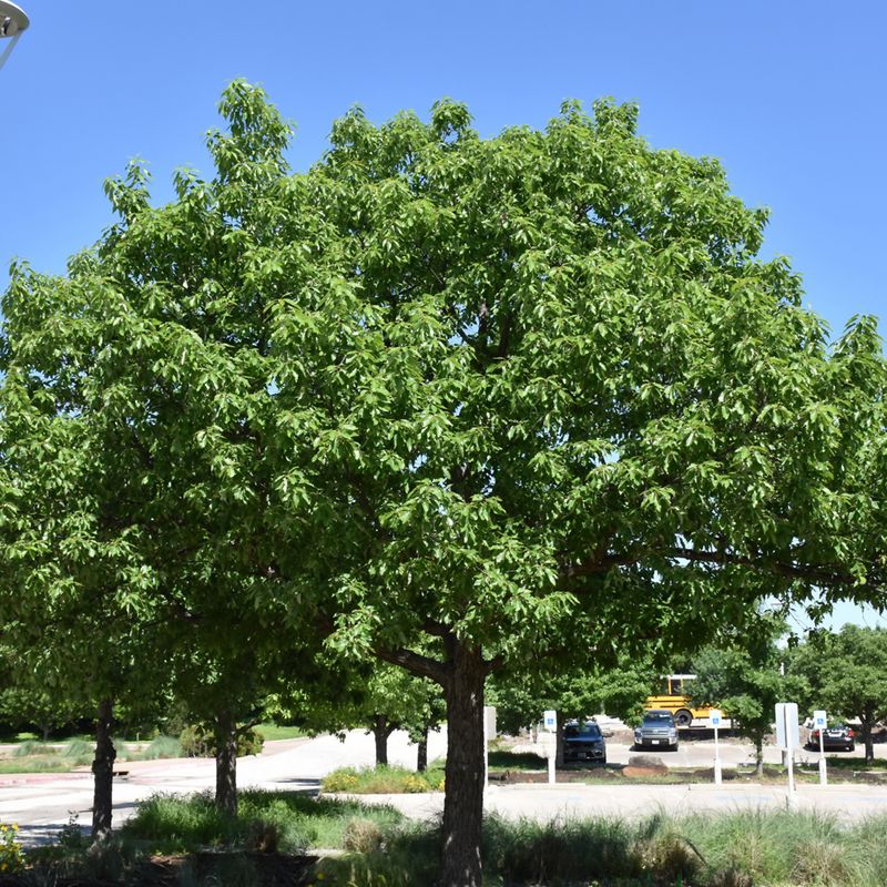 Chinquapin Oak Chinquapin Oak