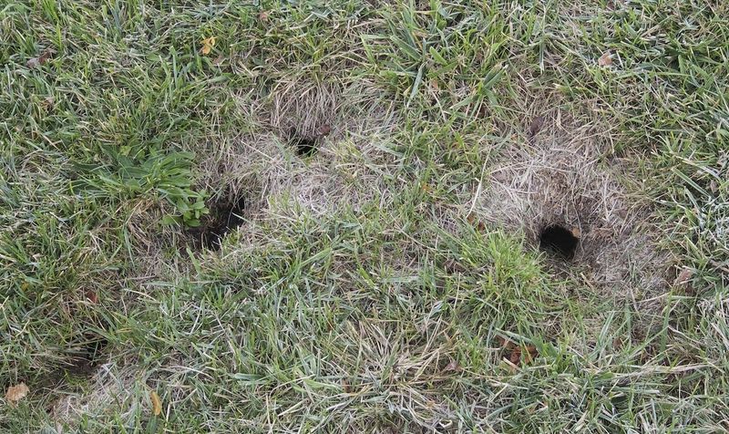 Chipmunks Building Secret Tunnels