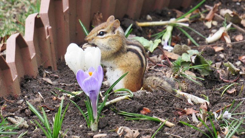 Chipmunks May Dig Around Plant Roots