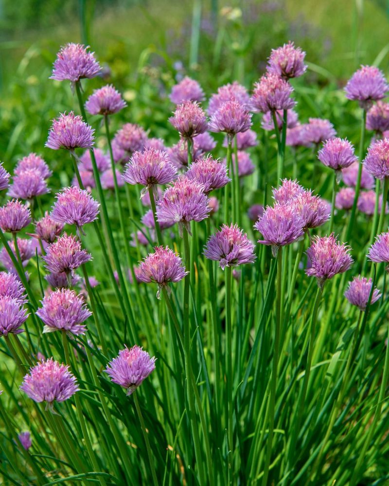 Chives Come Back Strong With Cooler Weather