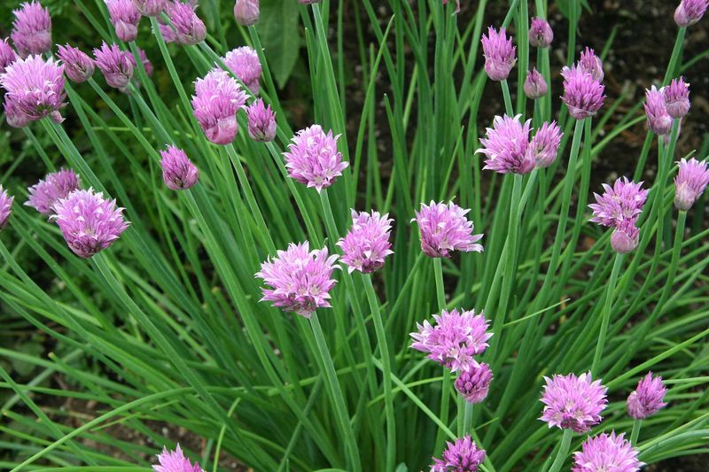 Chives Establish Before Winter Arrives