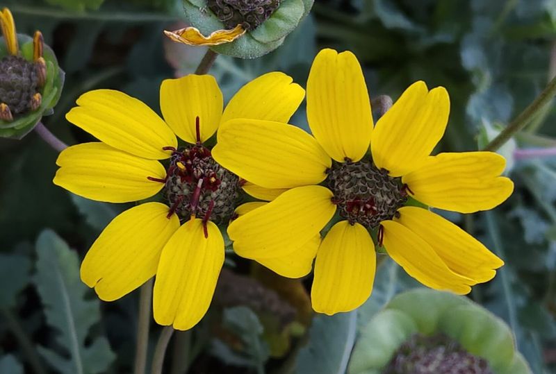 Chocolate Flower (Berlandiera lyrata)