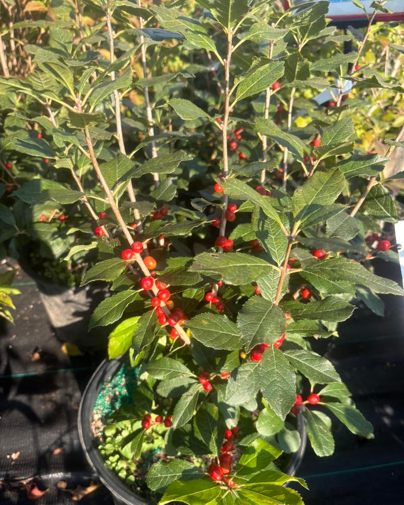 Chokeberry