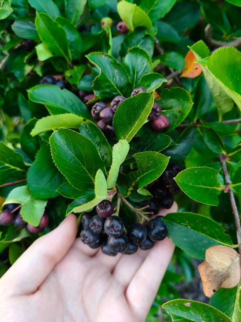 Chokeberry