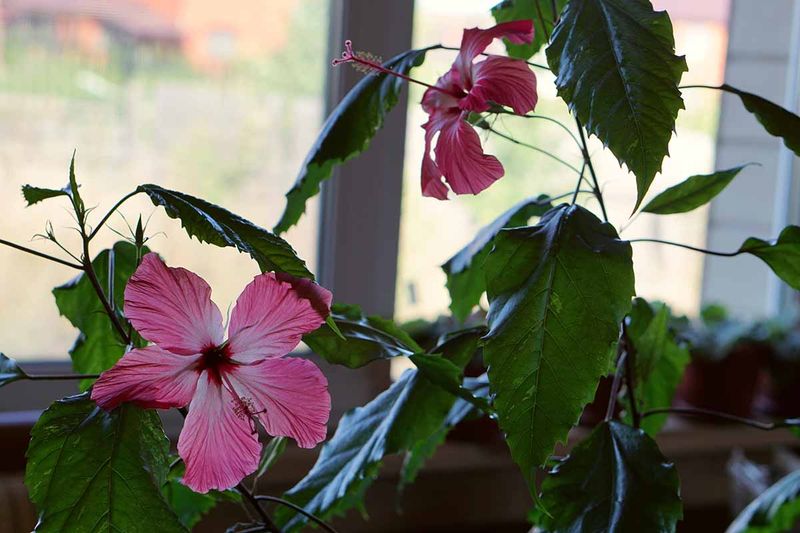 Choose A Bright Window For Winter